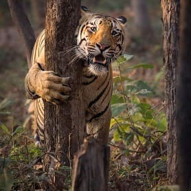 About pench national park