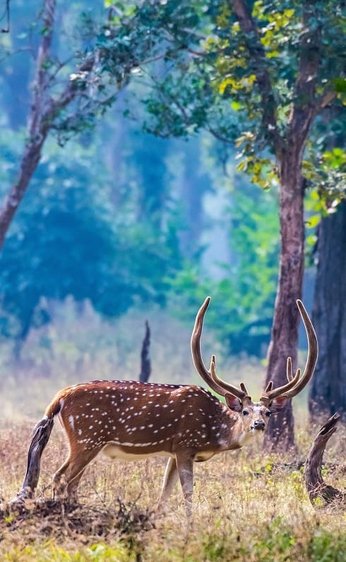 Book Pench National Park With The ️Trusted Website Pench Jungle